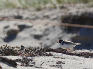 Hooded Plover and Chick