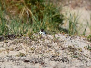 Hooded Plover on mound